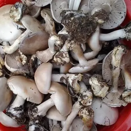 呼伦贝尔大草原白蘑手工采摘蘑菇二白蘑白花脸紫花脸新品干货