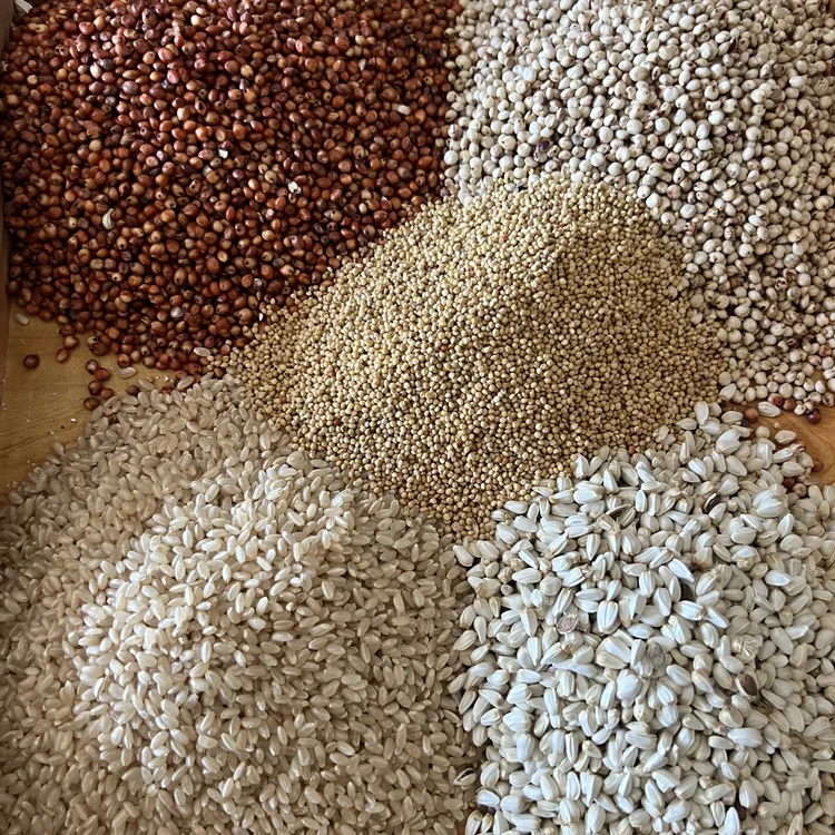 鸽子鸽子饲料鸽子专用粮自归巢排酸粮宠物鸽粮鸽子粮食鸽粮饲料