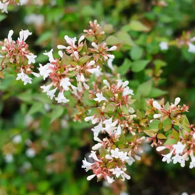 大花六道木茉莉耐热耐寒喜阳花园植物可地栽佛系花卉阳台盆栽绿植