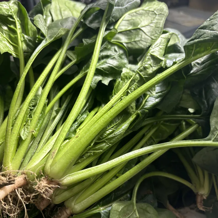 露天打霜小菠菜 口感清甜 2斤3斤包邮