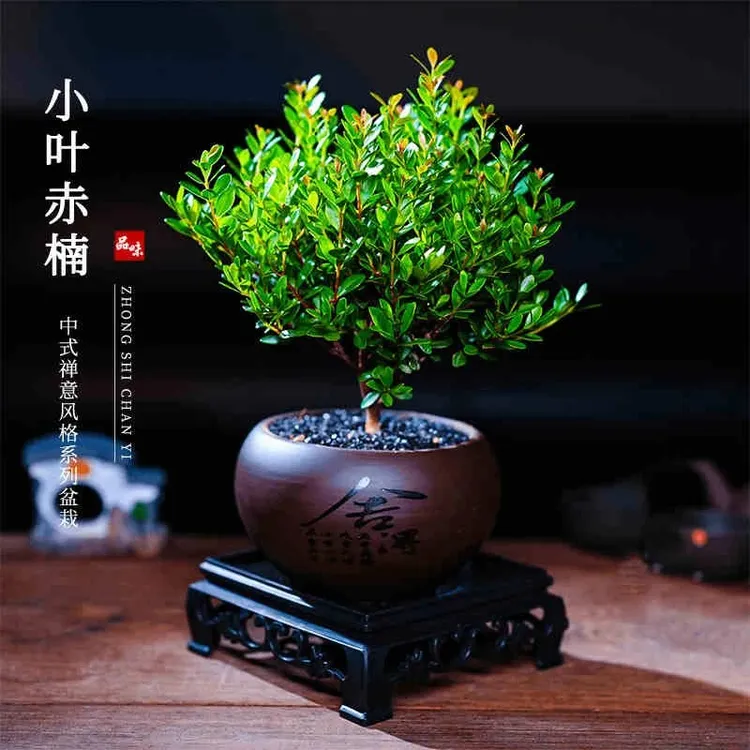小叶赤楠老桩盆栽室内阳台桌面四季常青好养绿植绿植盆栽茶台花卉