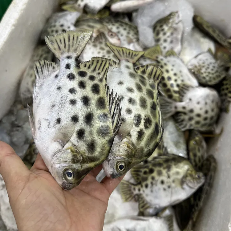 海捕小金鼓鱼 小金鼓鱼 (野生的不肥肚子甘苦)不杀无细刺顺丰新鲜