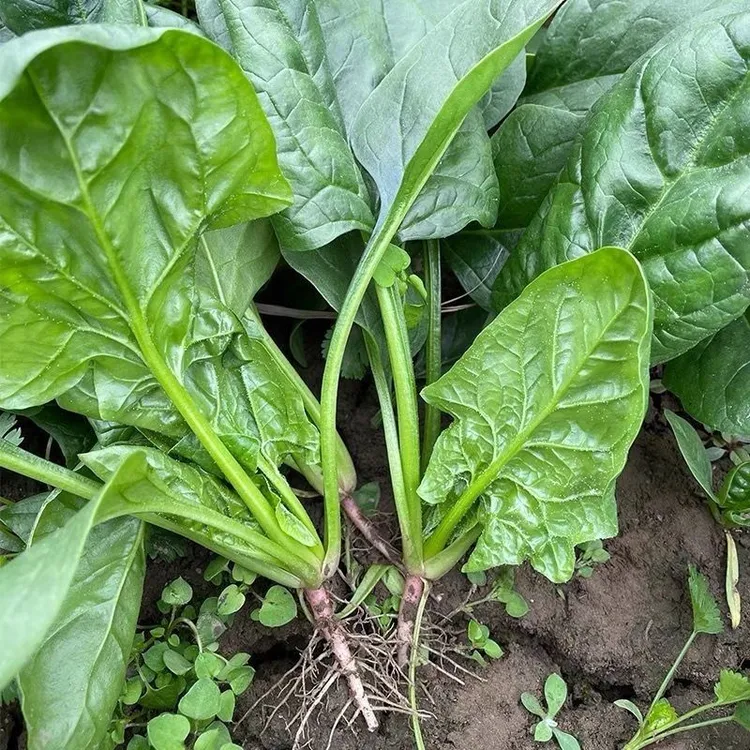 露天小菠菜陆地小棵新鲜菠菜农家自种现挖现发 顺丰包邮