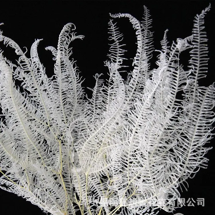 狂想者工厂新品漂白蕨叶/芒萁叶干花家居装饰插花自然真花干花