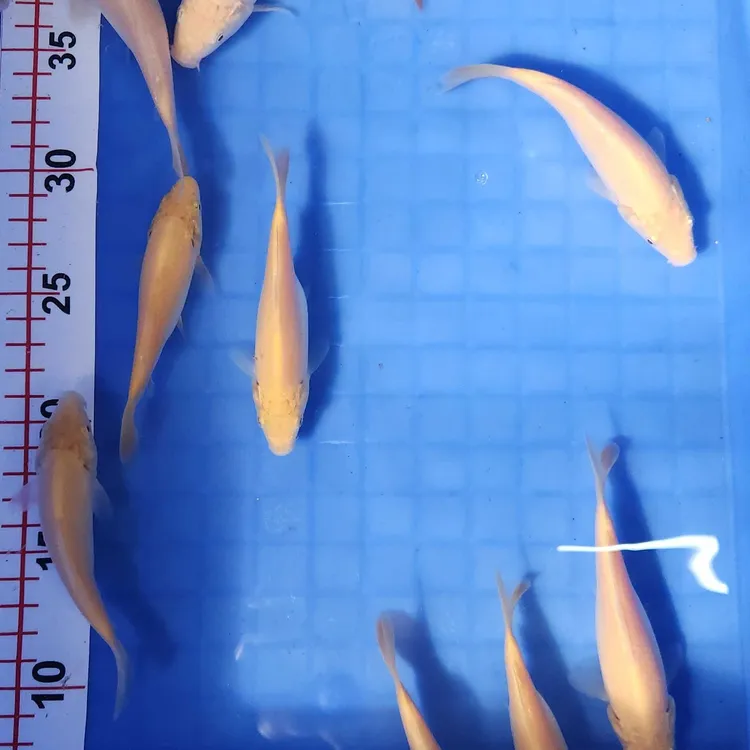 当岁金狮芒果芥子