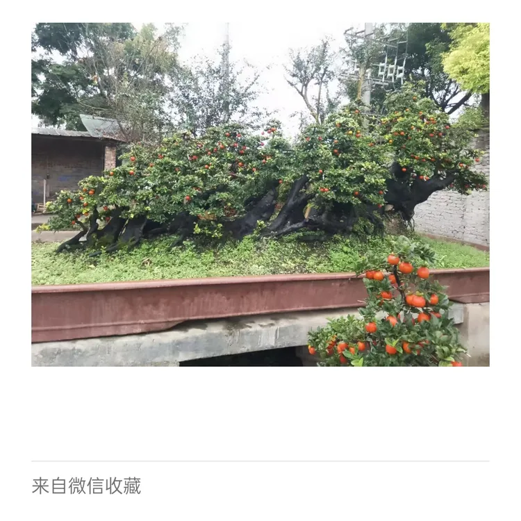 金弹子黄栌桃金娘迎客松罗汉松盆景艺术造型自然美观绿植小品