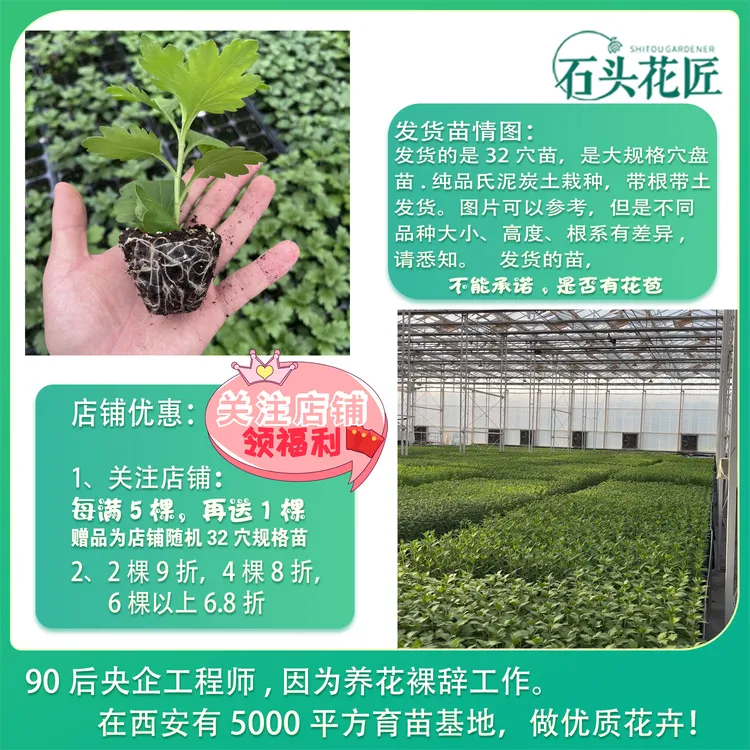 石头花匠传统大菊瑞云殿 鹅毛粉黛 63个品种多年生宿根菊花苗 