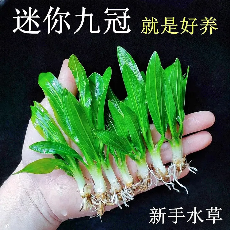迷你九冠皇冠水草绿九冠鱼缸造景真草阴性植物增氧净化水质水草
