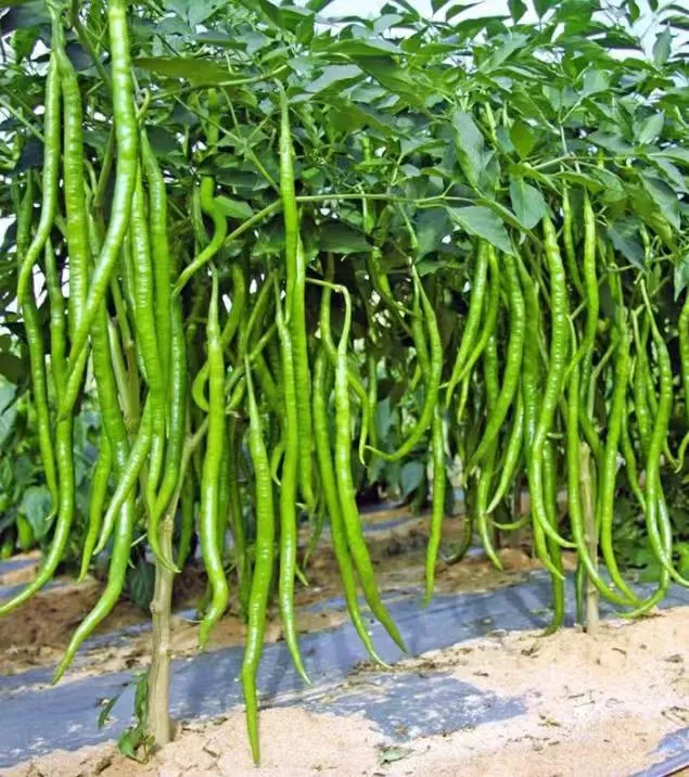 【线椒种子】四季种植特色辣椒种子