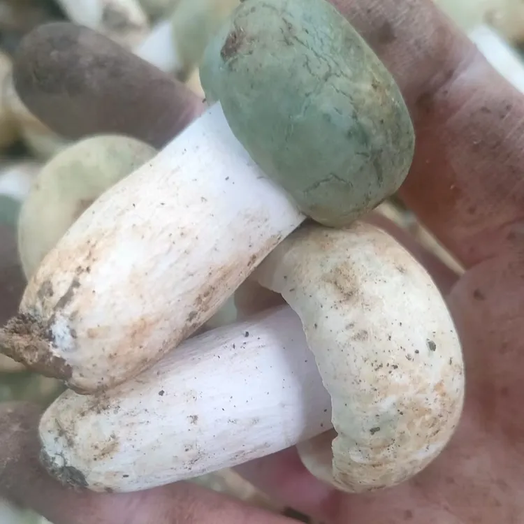 新鲜云南深山青头菌绿豆菌绿蘑菇花脸菇野生