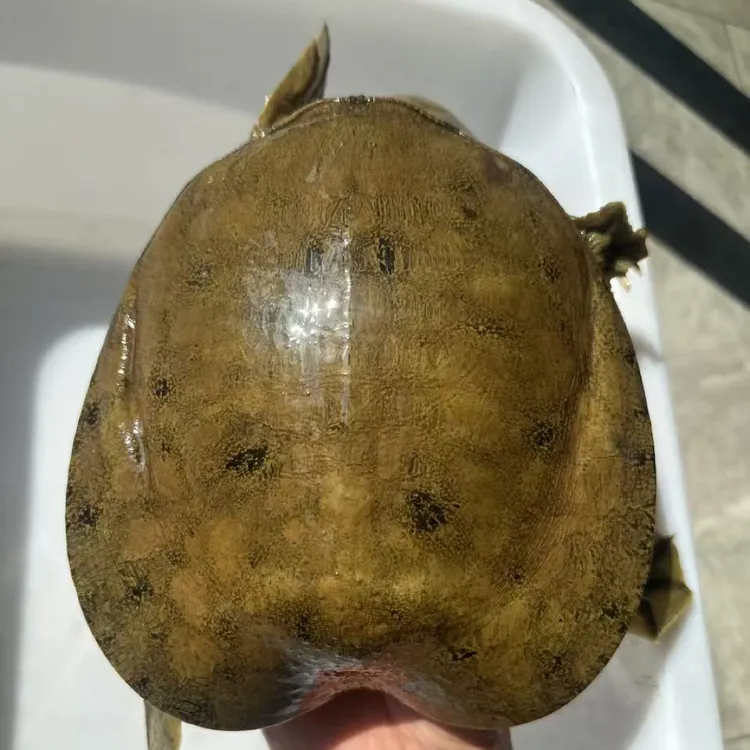 正宗天然野生山甲鱼