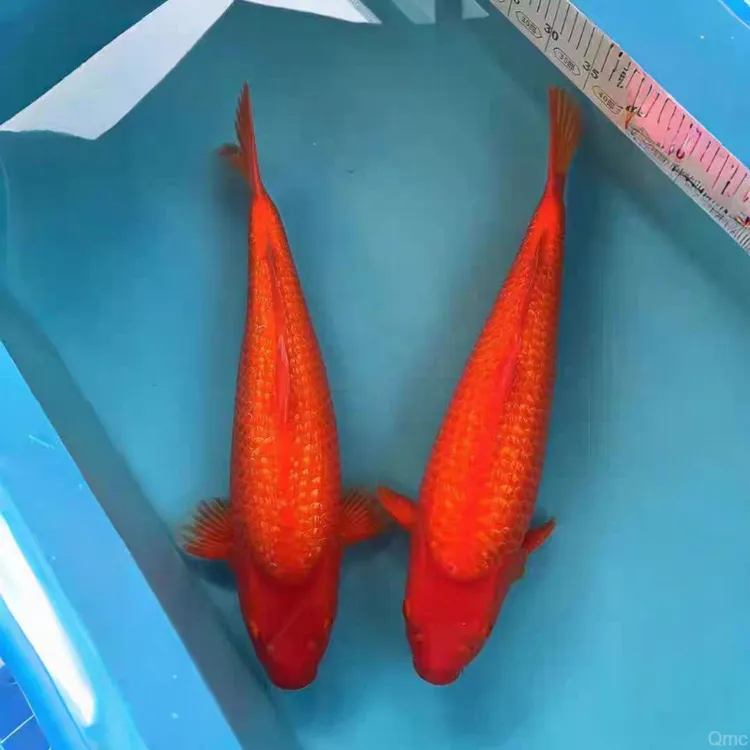 淡水好鱼火龙凤精选锦鲤闪养锦鱼苗招财耐红冷水观赏鱼锂活麟红色