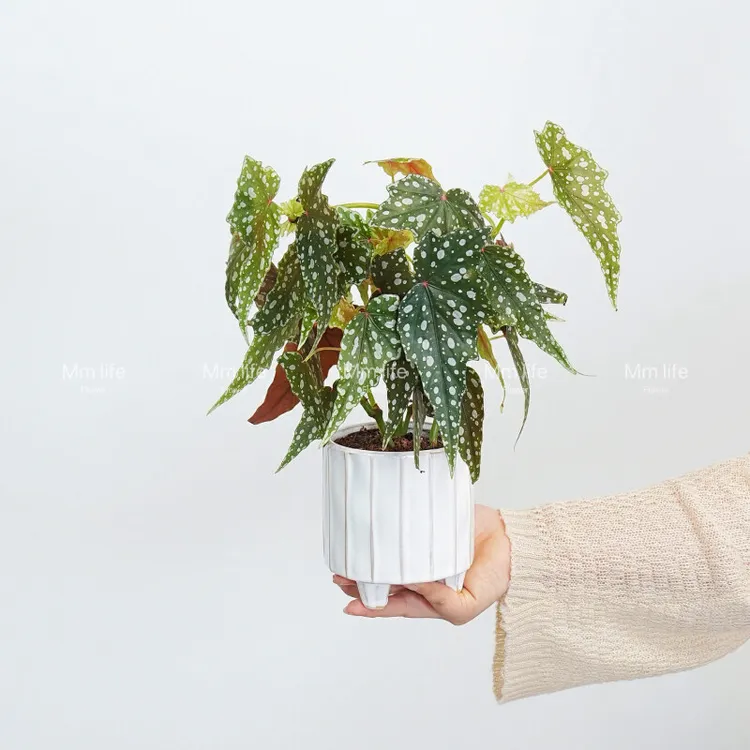 鳟鱼秋海棠盆栽室内客厅绿植植物ins风格