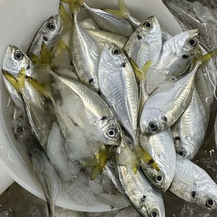 阳江新鲜海捕结尾鱼 西瓜皮 青鲳仔速冻发货