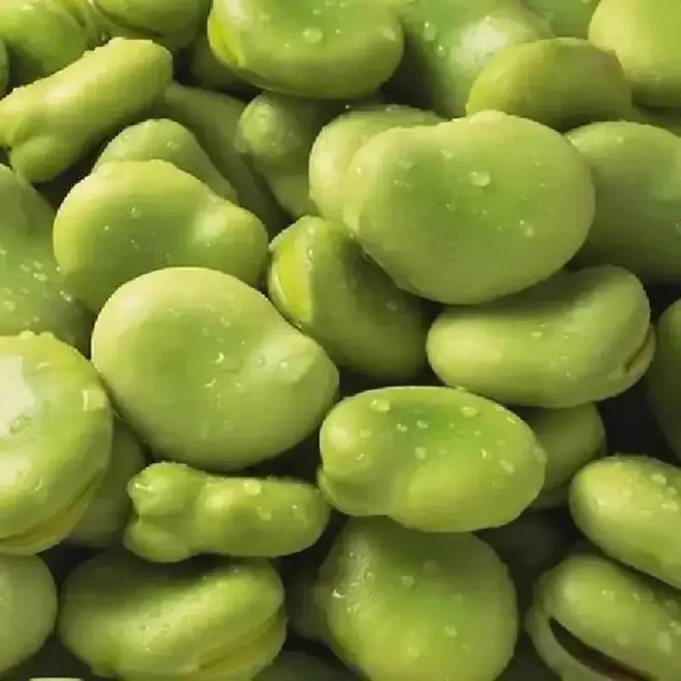 绿宝蚕豆种子秋冬绿宝七星特大高产蚕豆种子罗汉豆种籽早熟耐寒