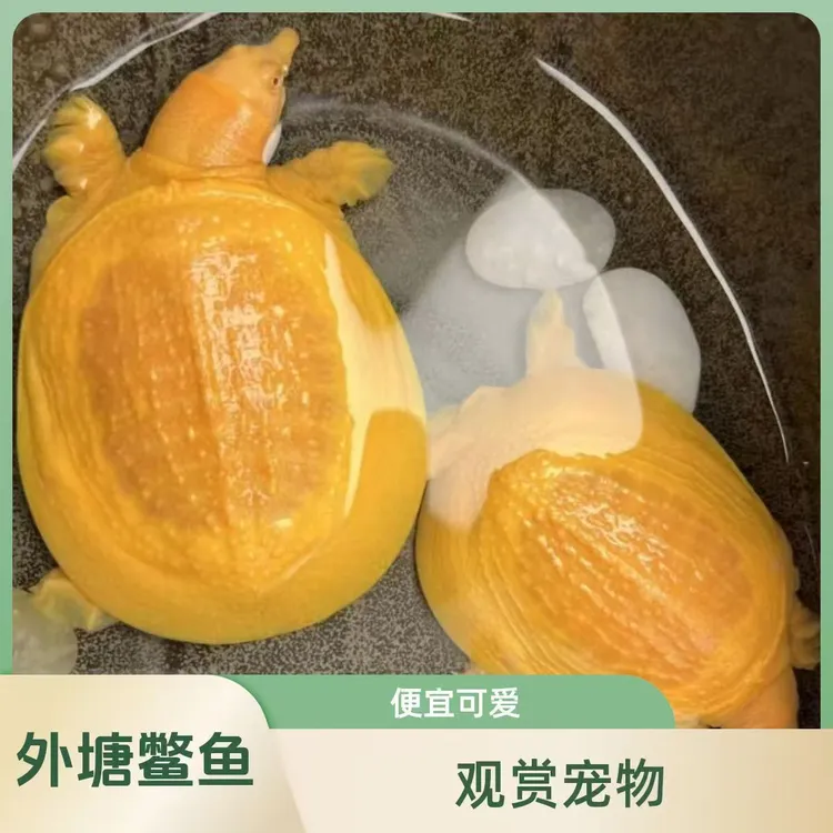 鳖变异白化网红宠物深水鳌中华甲招财金钱黄化鳖