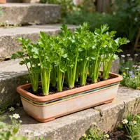四季可种耐寒耐热新手也能种西芹苗种植适合庭院高产盆栽黄芯香芹