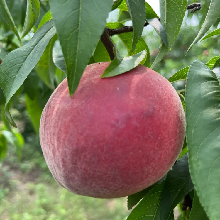 安徽六安脆桃露天种植单果145-200克硬吃脆甜软糯爆汁5斤装