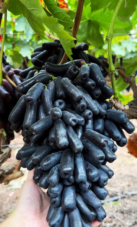 顺丰包邮大凉山高山蓝宝石葡萄金手指美人指当季水果现采现摘
