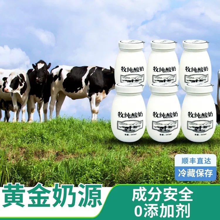 内蒙古网红元宝杯酸奶优质奶源 0添加 浓郁香纯 营养全面 6瓶装