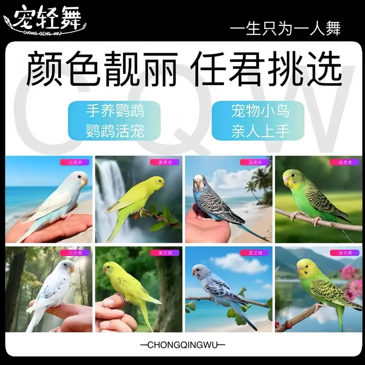 宠轻舞活体虎皮鹦鹉宠物鸟观赏鸟手养亲人小鸟