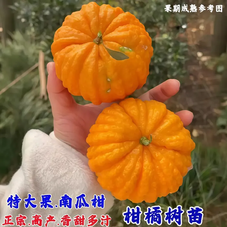 新品种南瓜柑橘子树苗嫁接桔子树苗南北方种植耐寒耐旱盆栽地栽