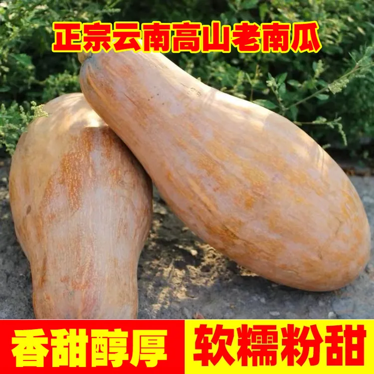 云南老南瓜蜜本南瓜农家自种当季新鲜粉面甜糯小宝宝辅食整箱蒸煮