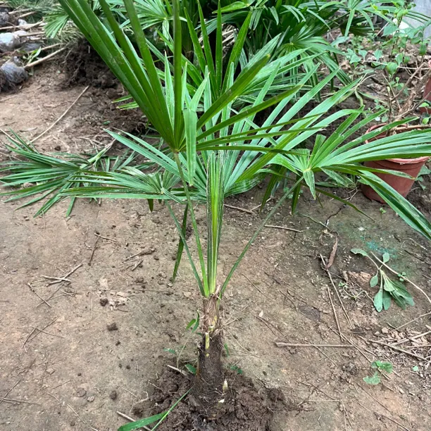 棕榈苗蒲葵老人葵扇子苗四季常青绿化苗木庭院植物盆栽好养易活花