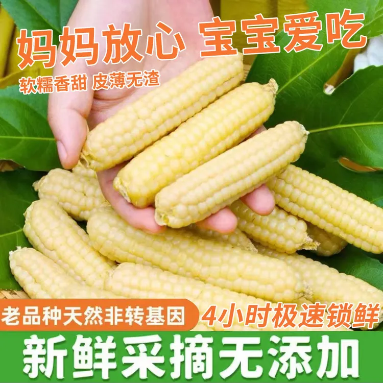 云南西双版纳拇指玉米香糯甜黏手指小玉米棒早餐佳品