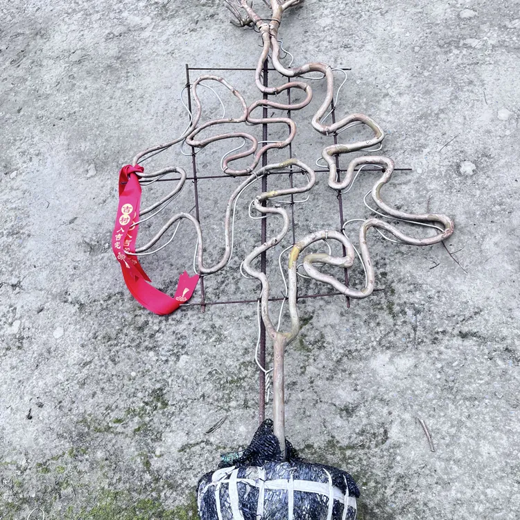 福禄寿禧，紫薇编织的字体，大紫大红，寓意很好