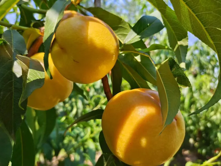 蒙阴黄肉油桃3斤应季新鲜黄心现采现发整箱孕妇水果脆桃当季黄桃