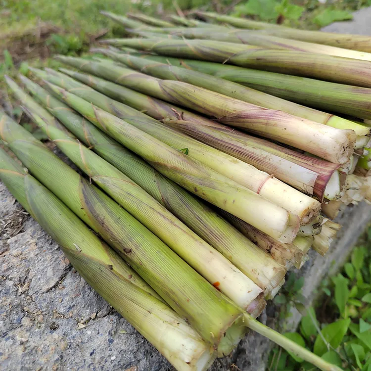 野生新鲜深山小竹笋春笋现拔本地绿皮笋小笋带壳甜笋山笋水竹笋
