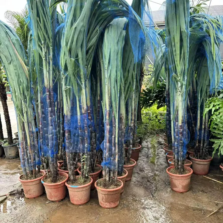 盆栽甘蔗容易种植带土带叶黑皮甘蔗常绿室内客厅四季种植步步高升