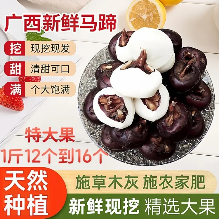 新鲜广西马蹄荸荠大果现挖发清甜多汁水果蔬菜即美食火锅馅料特产