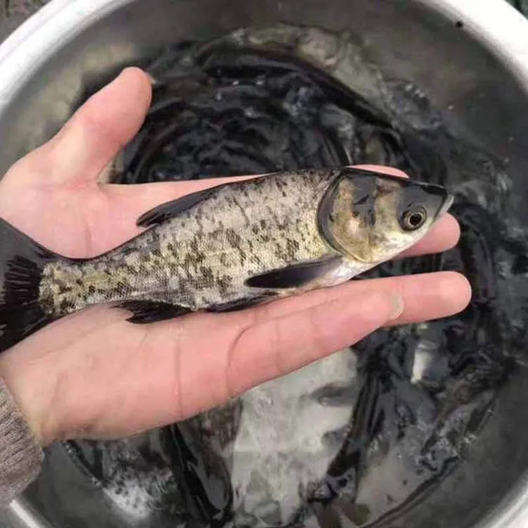 淡水养殖花鲢鱼苗活体大头鱼鳙鱼雄鱼冷水观赏鱼易活好养