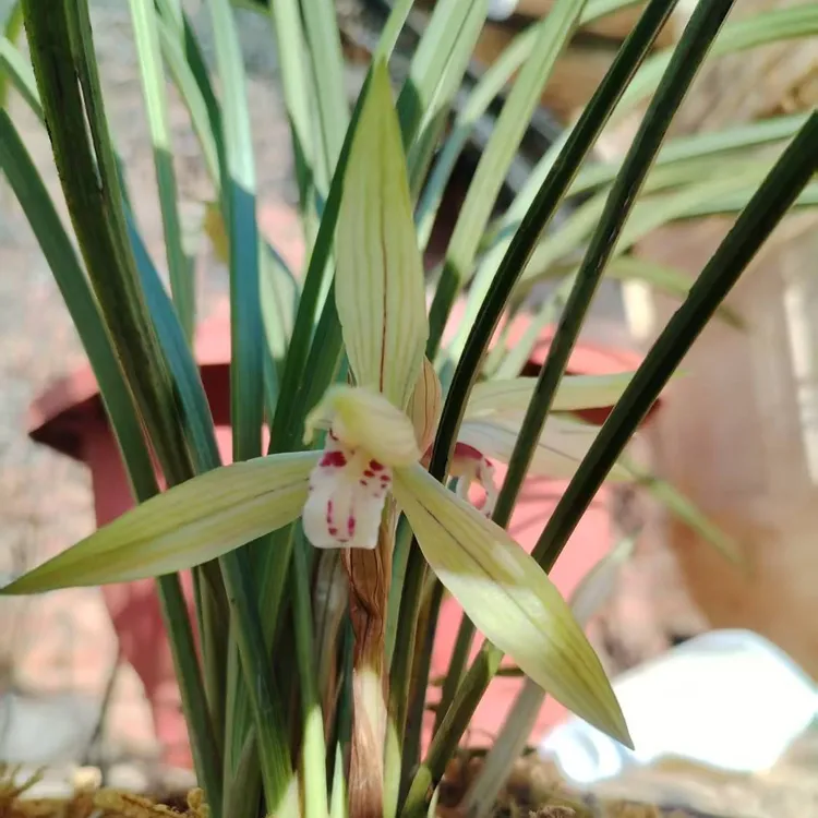 【直播间一物一拍专用链接】资源兰花