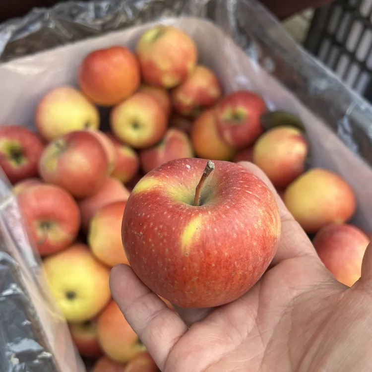 ［山西果树所太谷白城生态农场丹霞小果脆甜多汁水果。