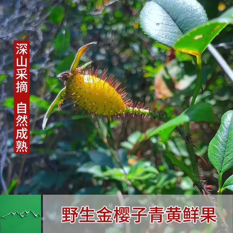 【新鲜金樱子】现摘新鲜青黄果野生金樱子优质果蜂糖罐全红鲜果泡酒