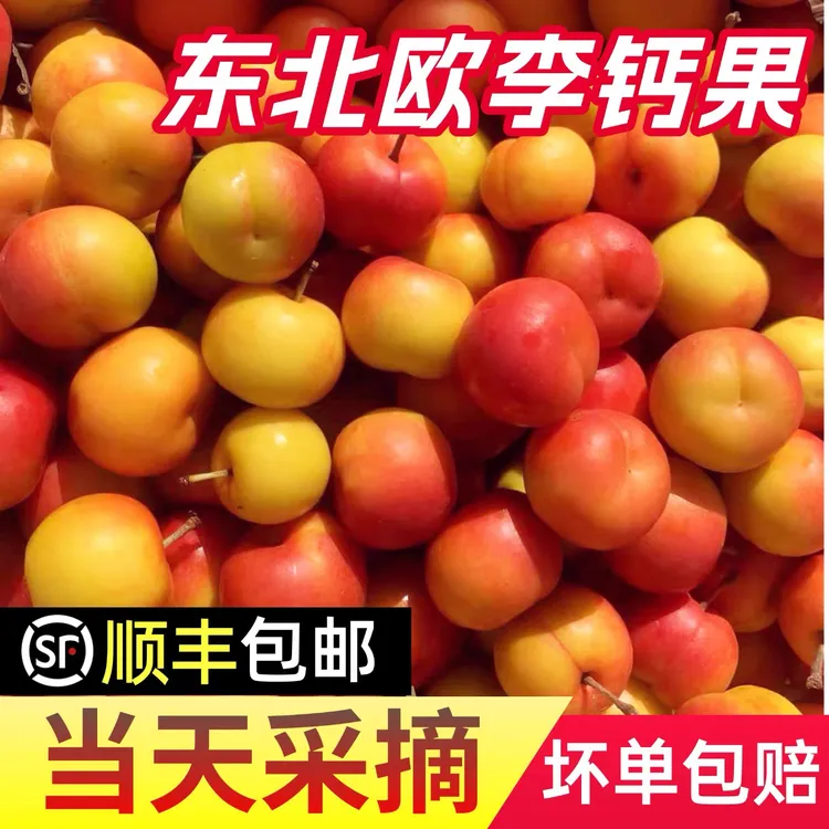 鲜果钙果欧李果瑞丽果酸甜口感黄钙果