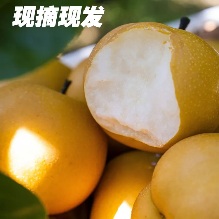 【正宗莱阳秋月梨】山东烟台秋月梨4.5斤当季新鲜水果酥脆多汁 