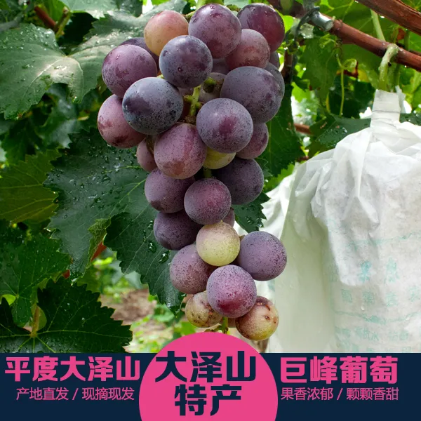 正宗平度大泽山巨峰葡萄香甜多汁现摘现发冷链直达