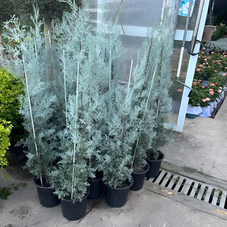 蓝冰柏盆栽苗2加仑大苗花园植物耐寒耐热多年生