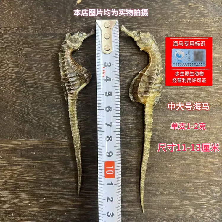 【中大3.5海马】本港清水海马滋补养生泡酒炖汤滋补品一分钱一分货