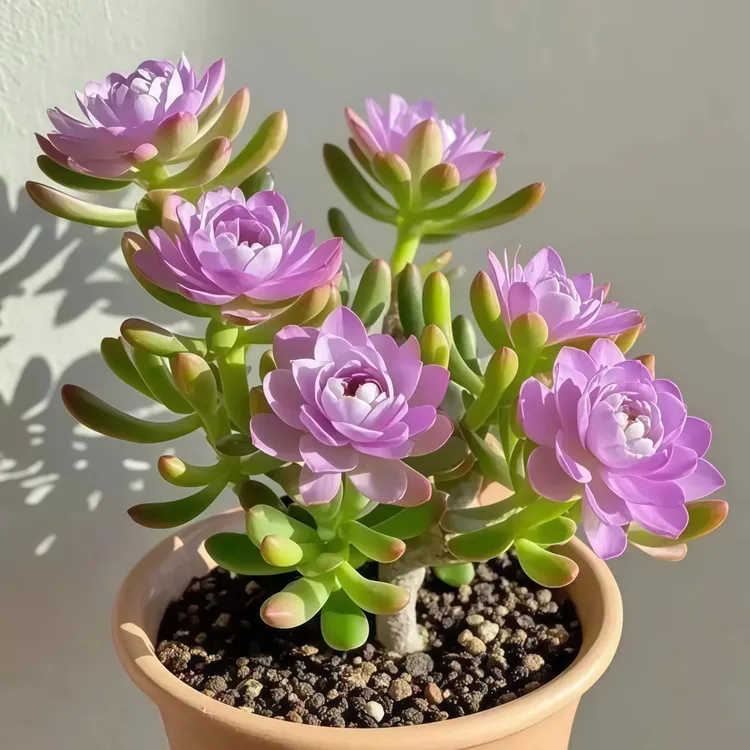 浓香紫月寒多肉花卉盆栽大花耐寒耐热可种好养护绿植四季重瓣种球