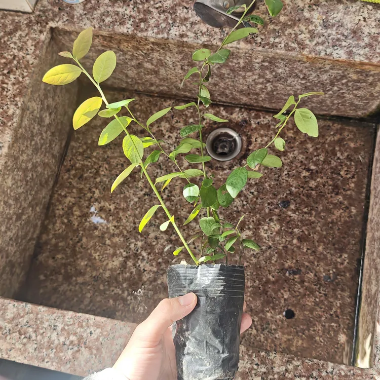 蓝莓杯苗品种1702F6L11pop比安卡南方品种白色开花绿植绿植盆栽