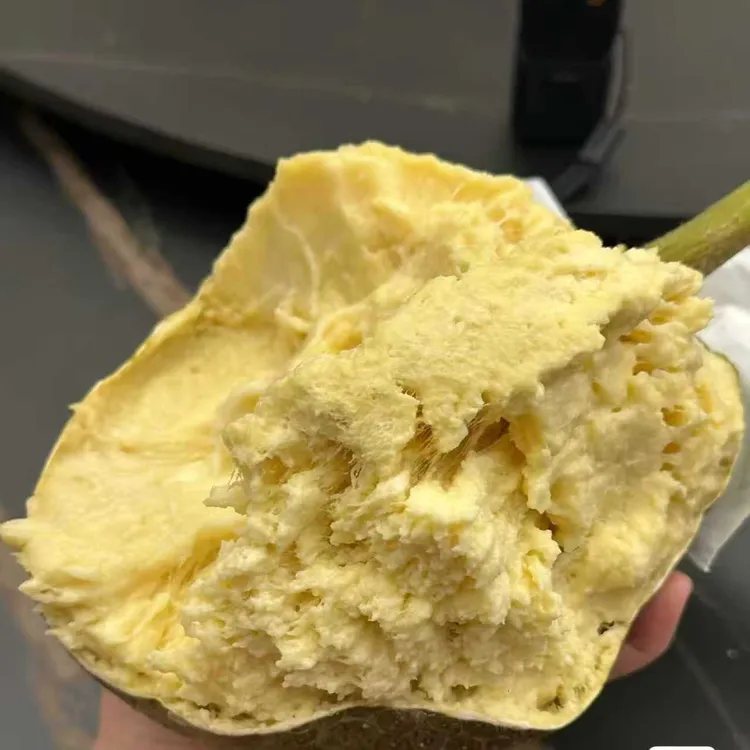 网红面包果云南稀有热带水果猴面包果奶酪果新鲜水果罕见水果整个