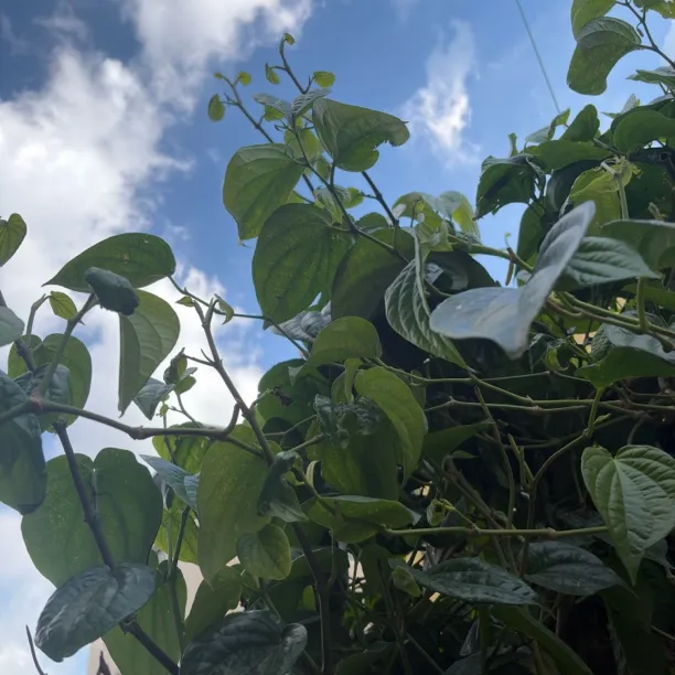 海南新鲜现摘叶子