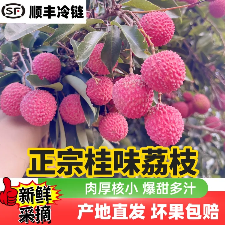 漳州桂味大果荔枝全程生鲜冷链新鲜现摘直发孕妇水果当季