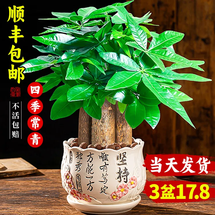 发财树小盆栽2025新款绿植室内桌面多肉富贵竹四季水培发财树盆景