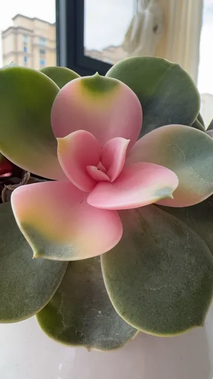 多肉花（花茶）500g